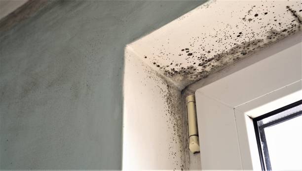  Utica, SC Mold Removal Pros