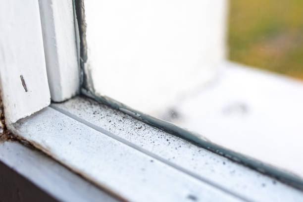 Best Post-Construction Mold Inspection  in Utica, SC