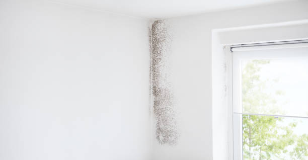 Best Air Quality Testing for Mold Spores  in Utica, SC