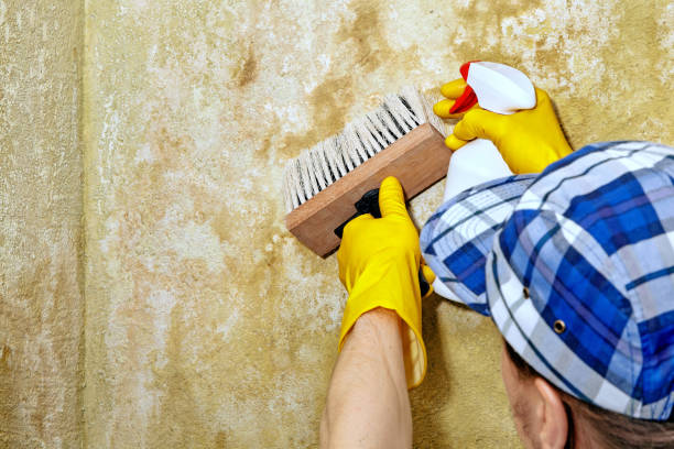 Best Basement Mold Removal  in Utica, SC