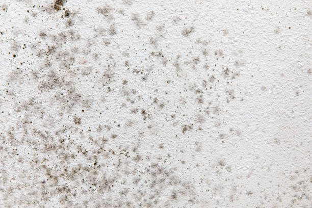 Best Mold Removal for HVAC Installations  in Utica, SC