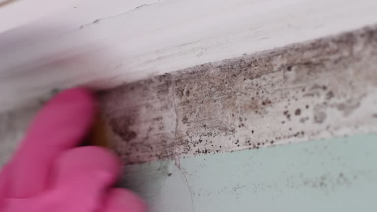 Professional Mold Removal in Utica, SC